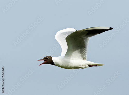 Black Headed Gull Adult Summerplumage Flying And Calling photo