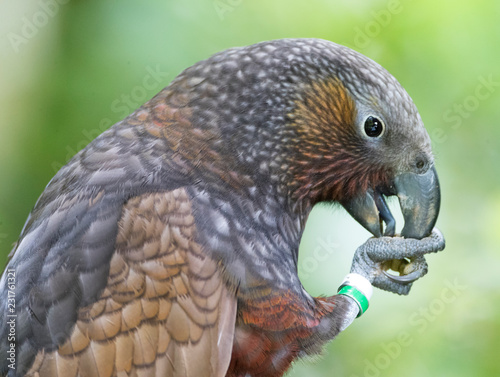 Kaka (Nestor Meridionalis Septentrionalis) in New Zealand