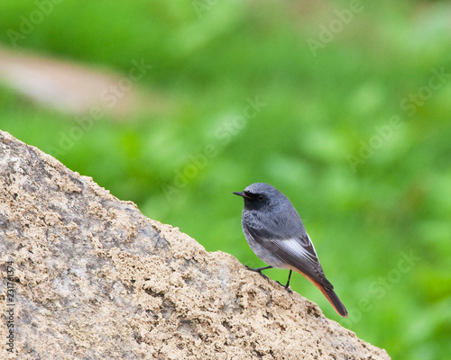 Black Redstart Male Perched photo