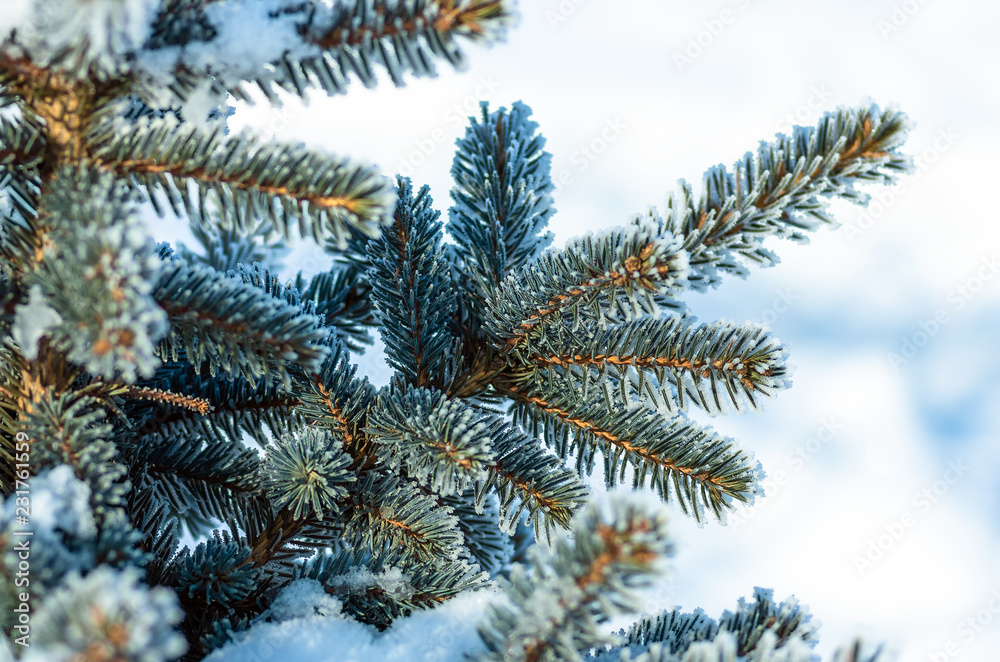 xmas tree, fir tree in the snow and hoarfrost xmas tree, fir tree in the snow and hoarfrost