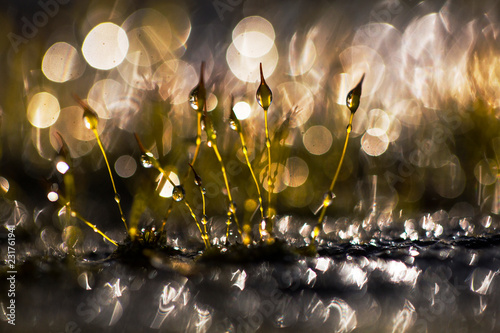 Moss with Waterdrops photo