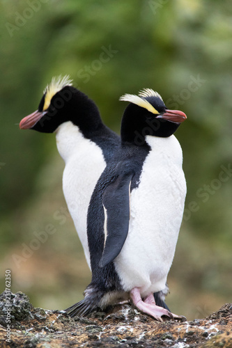 Pair of Erect Crested Penguins (Eudyptes Sclateri) on the Antipodes Islands photo