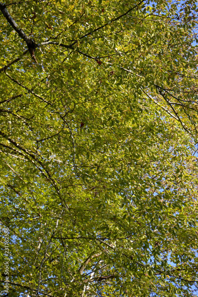 Fototapeta premium Green leaves on trees. Green natural background