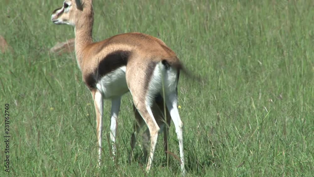 baby thompson gazelle drinking milk from mother.mov baby thompson gazelle drinking milk from mother.mov