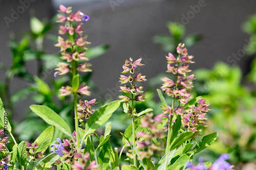 Salvia officinalis evergreen healhty subshrub in bloom  violet purple flowering useful plant