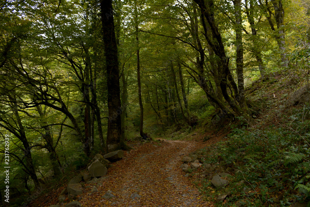 Fototapeta premium Forest road. Forest landscape. Forest natural background