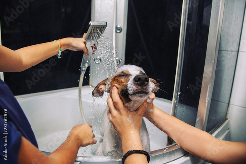 Jack russell terrier dog having a bath