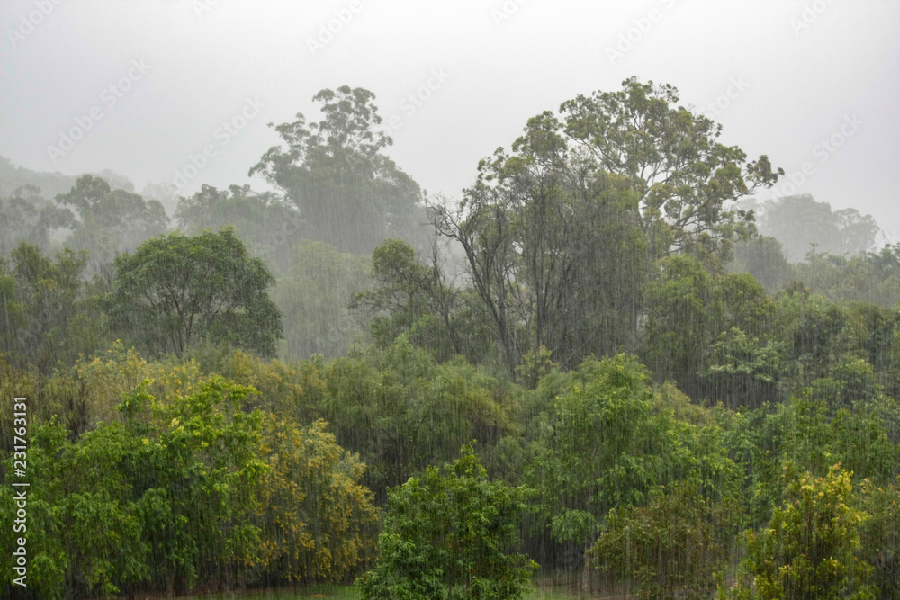 Heavy rain coming down on trees