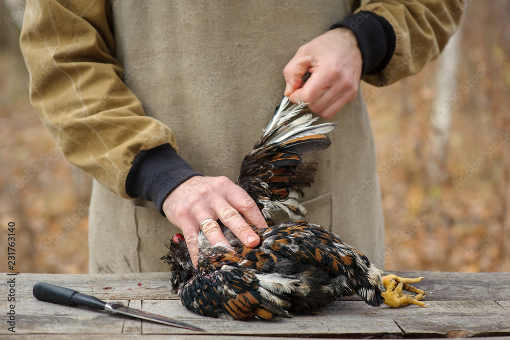 Ταπετσαρία close-up plucking of slaughter chicken with dark feathers