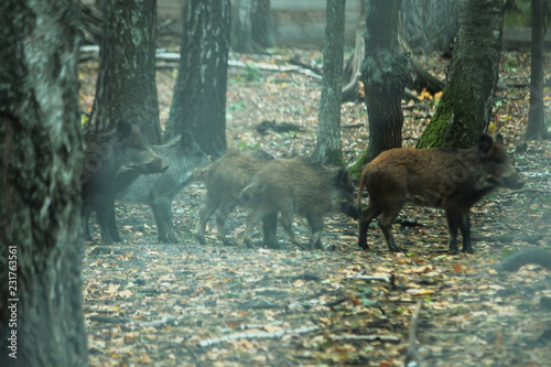 Wild boars walking through grass and pine trees