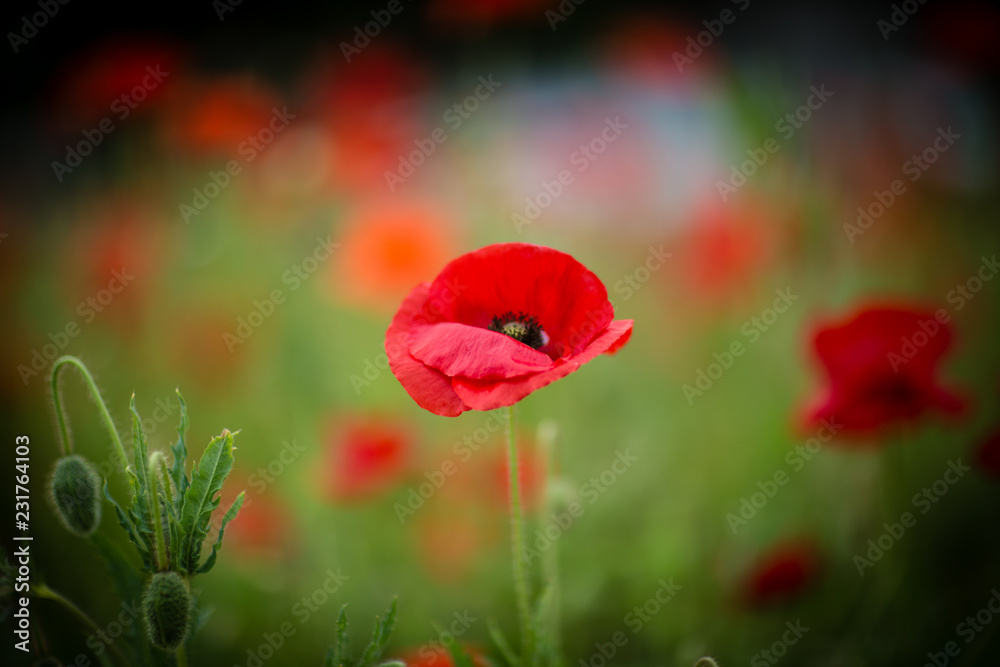 Obraz premium Poppies for Remembrance Day