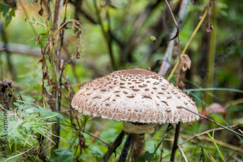 Lepiota brunneoincarnata, also known as the deadly dapperling, a gilled mushroom known to contain amatoxins.