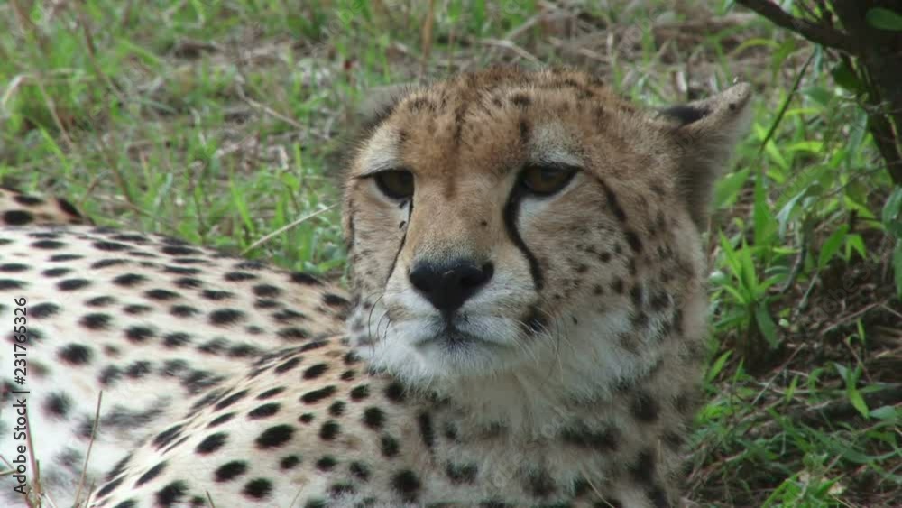 Close up of a face of a cheetah showing tear marks.mov Close up of a face of a cheetah showing tear marks.mov