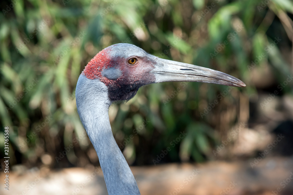 this is a close up of a brolga