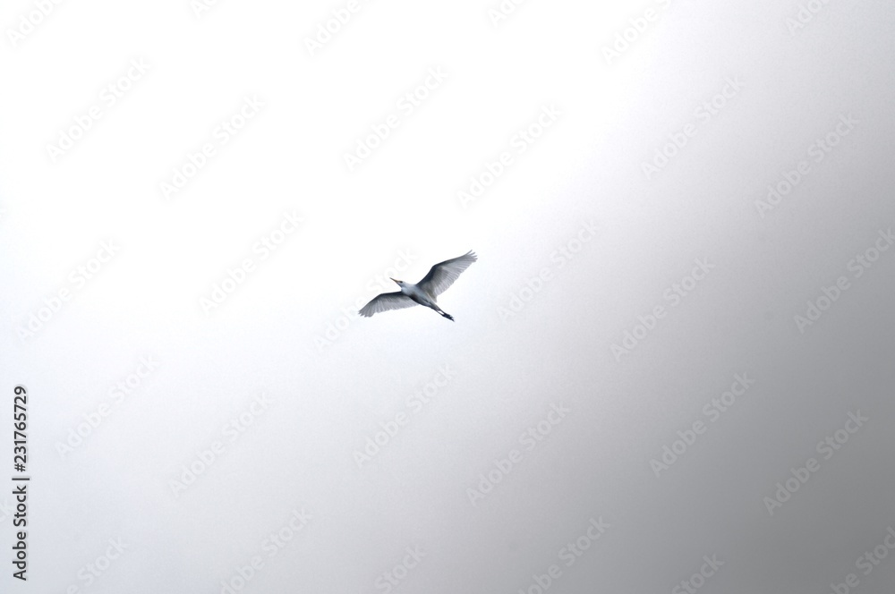 Bird Bird
