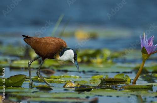 African Jacana with Lilly photo