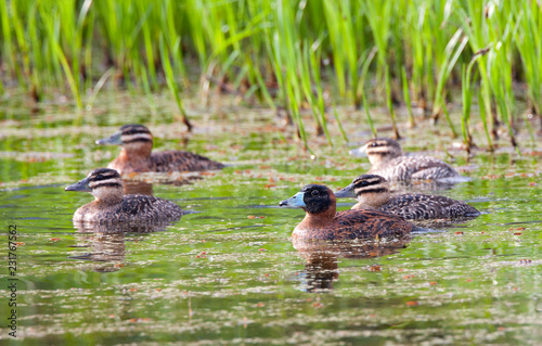 Masked Duck photo