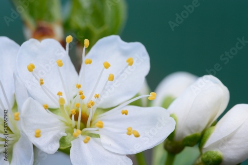 Macro shot of sloe blossom photo