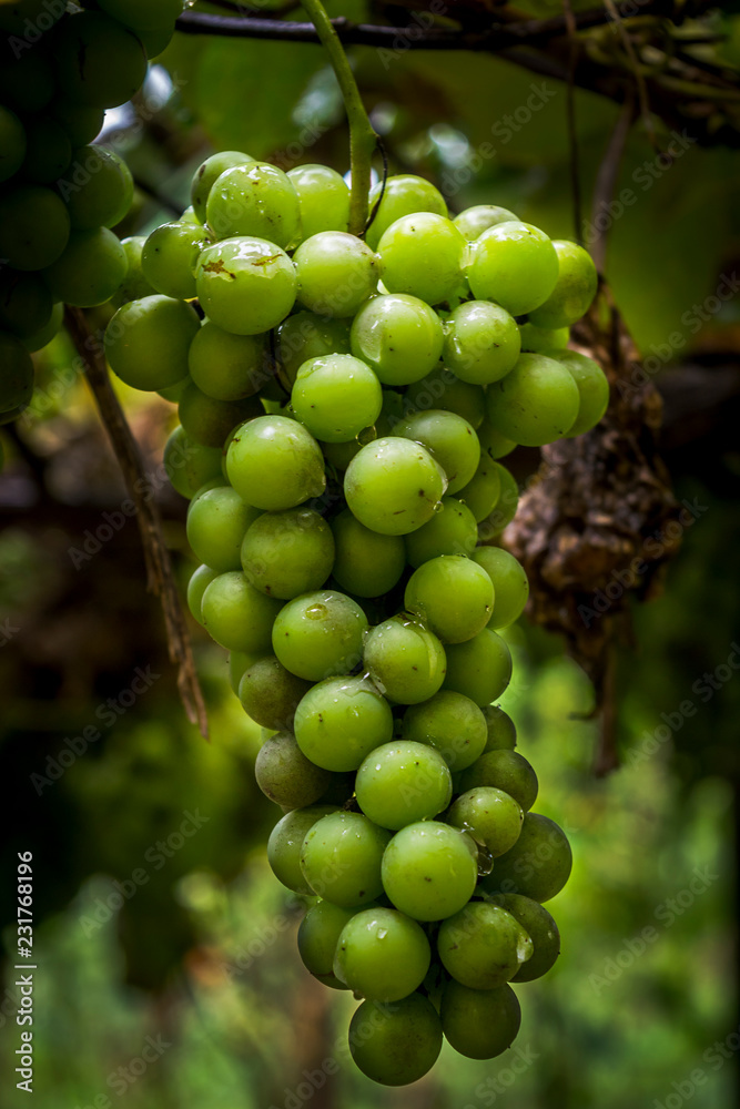 bunch of green grapes bunch of green grapes