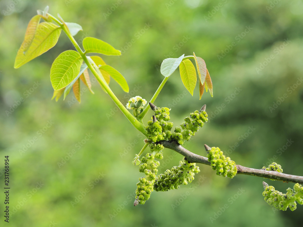 Walnussbaum / Junglans - Zweig mit grünen Blüten und junge Früchten Walnussbaum / Junglans - Zweig mit grünen Blüten und junge Früchten