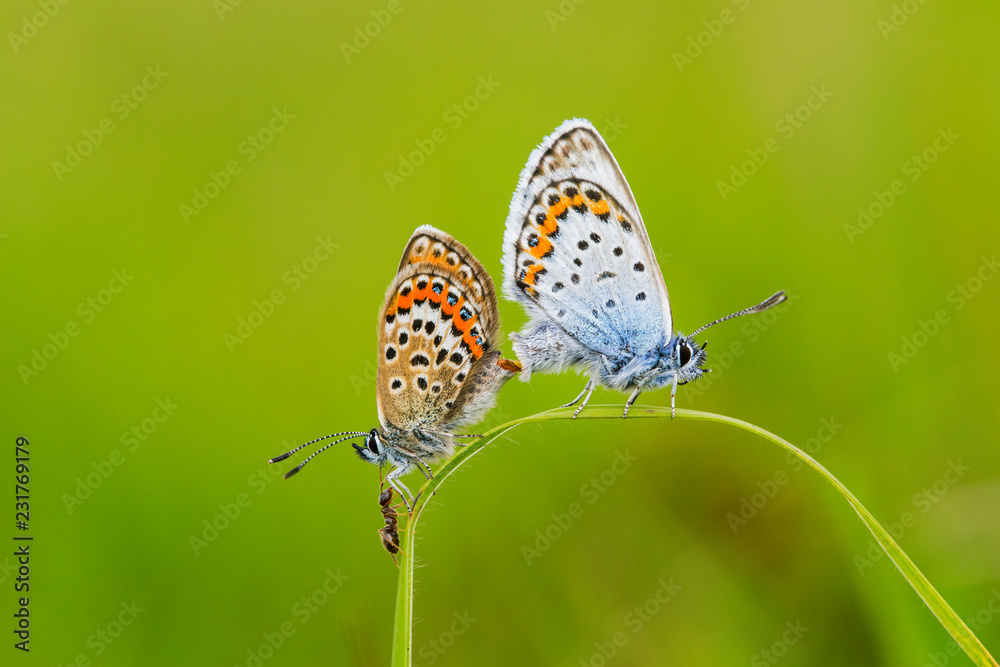 custom made wallpaper toronto digitalSilver Studded Blue