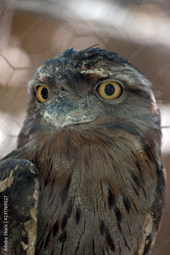 Obraz premium tawny frogmouth close up