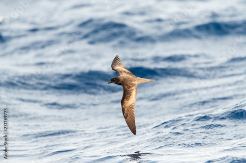 Bulwer's Petrel (Bulweria Bulwerii) in Flight Over the Ocean Off Madeira photo