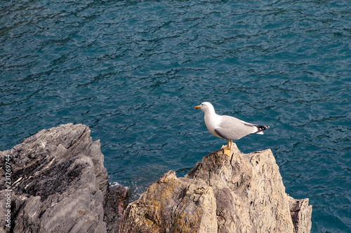 seagull on the rocks