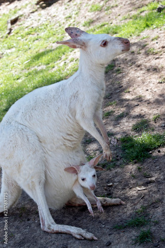albino Western grey kangaroo with joey in her pouch