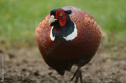 Cock pheasant (Phasianus colchicus) photo