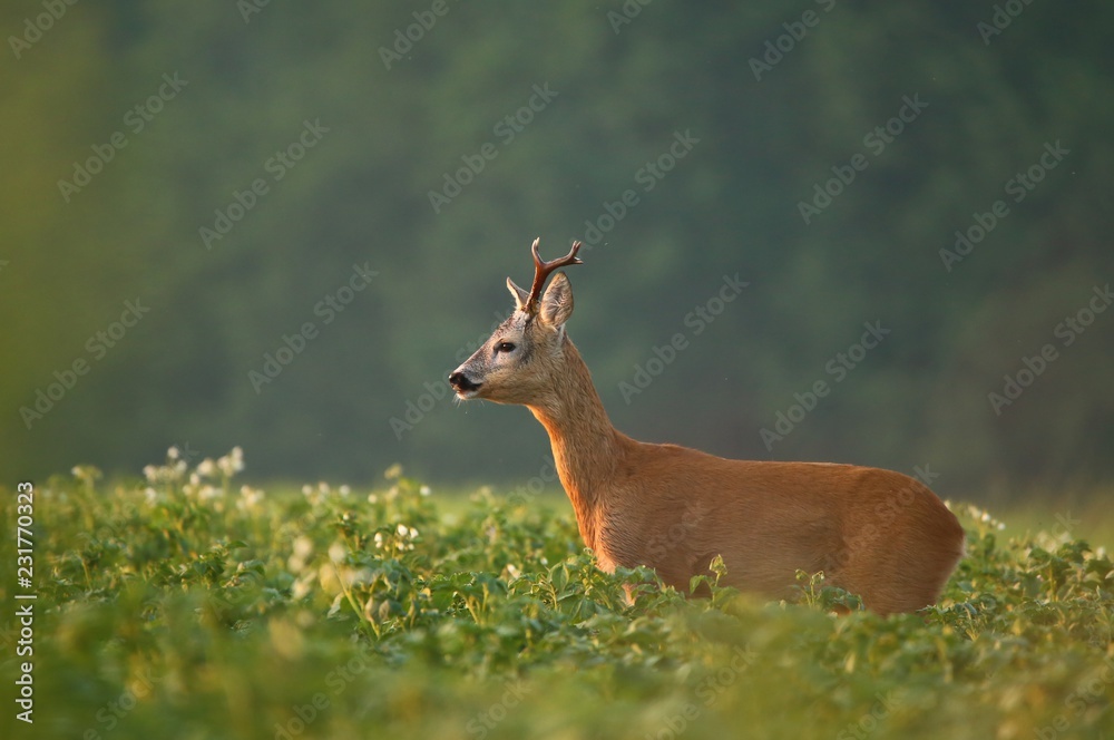 Fototapeta premium Kozioł
