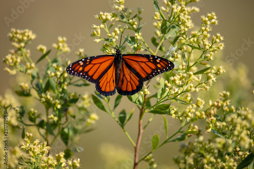 Male Monarch Butterfly - autumn mid atlantic migration along the Chesapeake Bay in Southern Maryland USA © yvonne navalaney
