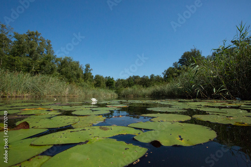 Obraz na płótnie Nature Reserve Botshol w salonie
