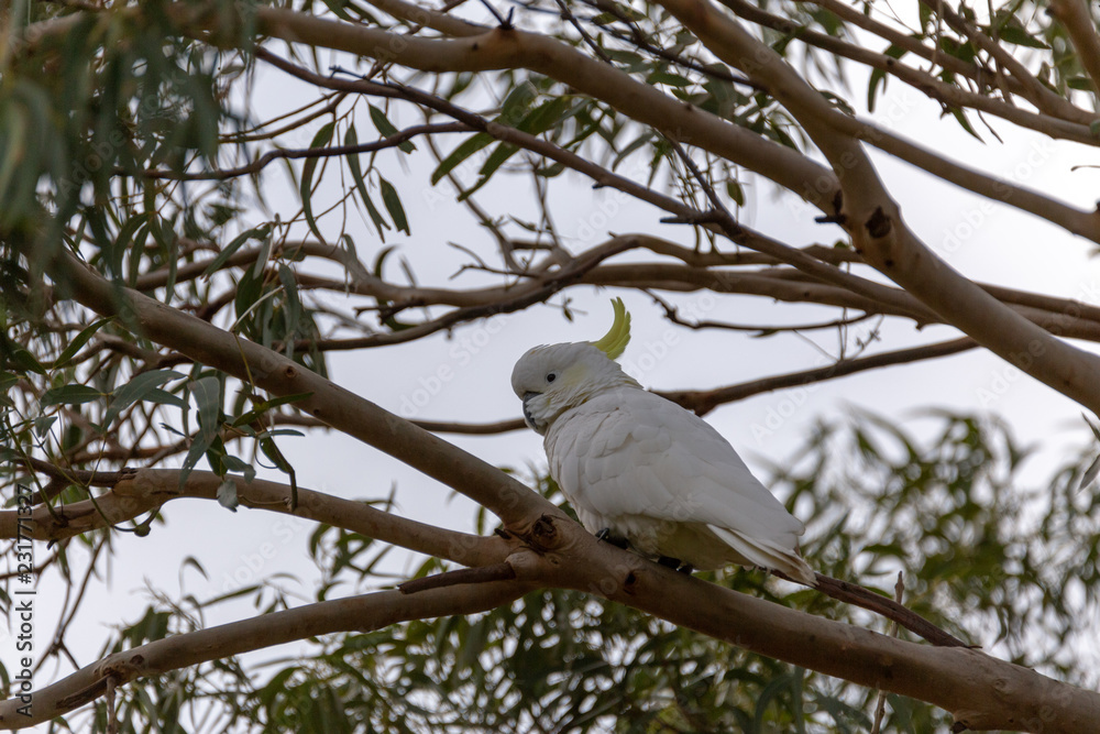 Cockatoo in Tree Cockatoo in Tree