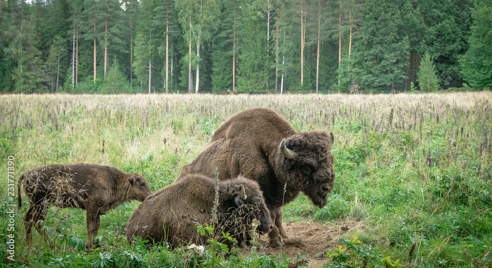 large male of american bison in the national park Priokskiy large male of american bison in the national park Priokskiy