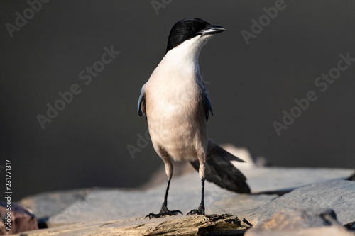 Iberian Magpie (Cyanopica Cooki) in Extremadura, Spain photo