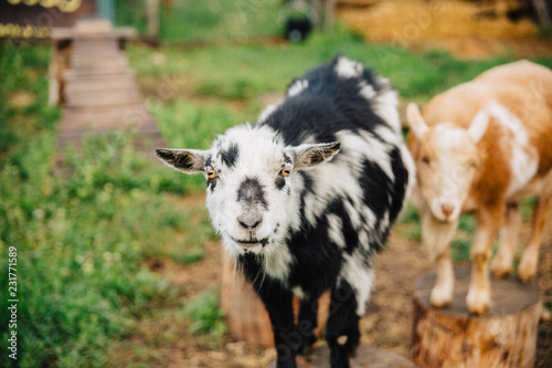 Goats living behind a cabin in the Gallatin Gateway mountains of Montana. photo