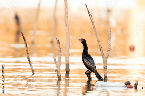 Pygmy Cormorant (Phalacrocorax Pygmeus) During Late Winter in Lake Kerkini, Greece photo