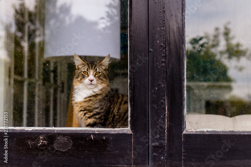 cat looking out window photo