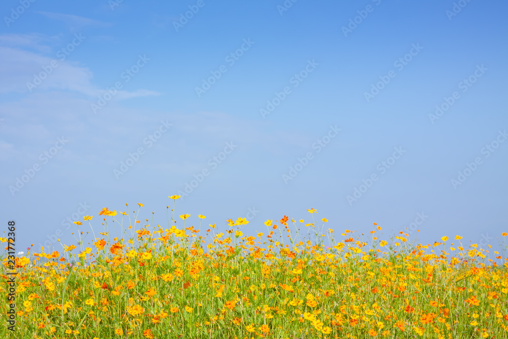 Obraz premium Cosmos flowers blooming