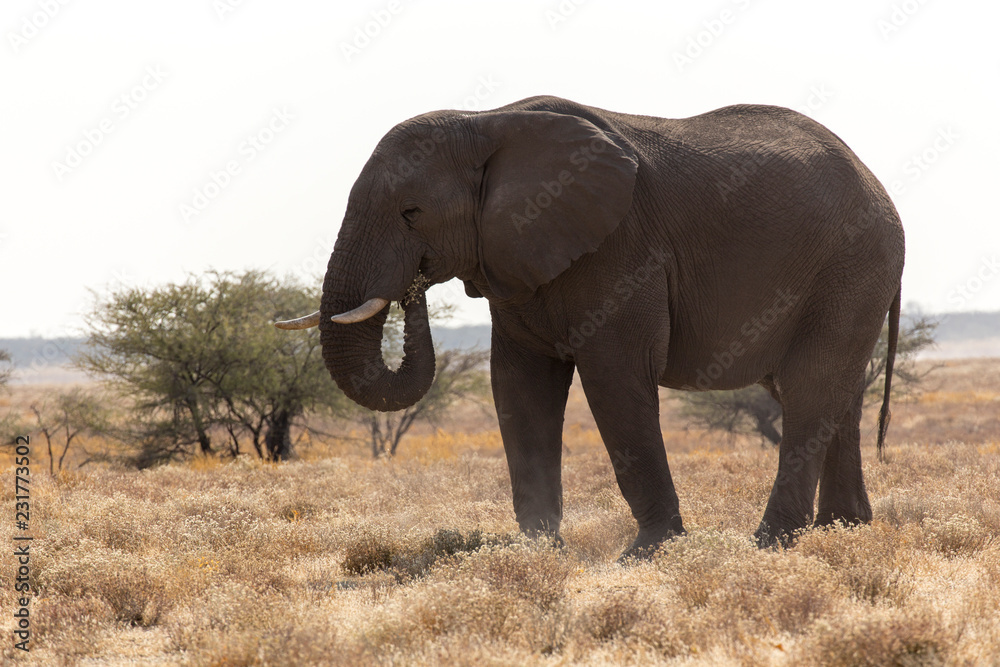 elephant in Namibia