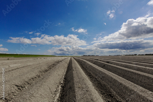 Potato Field at Paesens En Moddergat photo