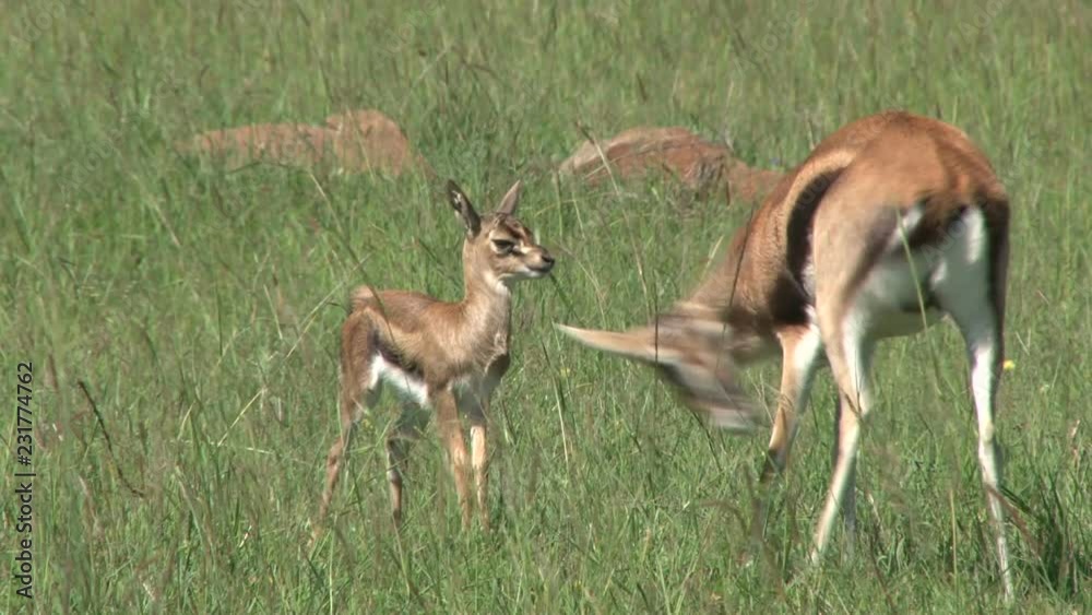 mother thompson gazelle licking her baby.mov mother thompson gazelle licking her baby.mov