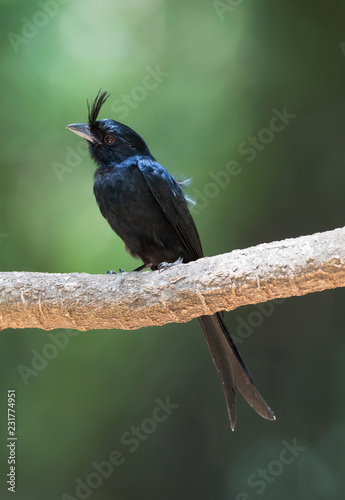 Crested Drongo (Dicrurus Forficatus Forficatus) photo