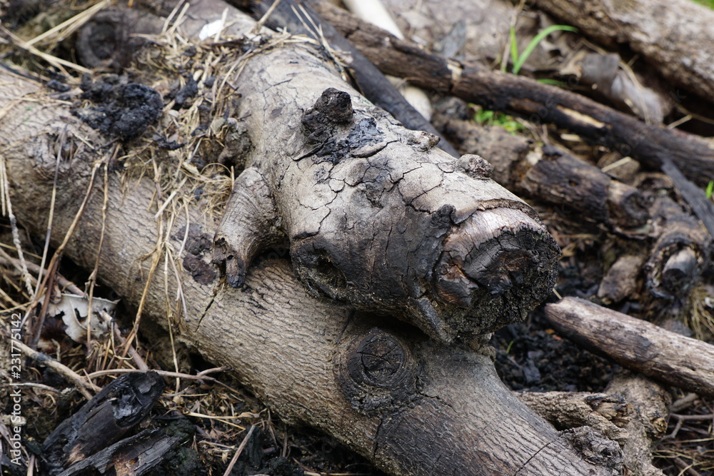 Half Surface of charcoal and Burnt trees branches background. Half Surface of charcoal and Burnt trees branches background.