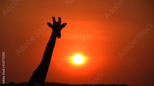Resting time. A giraffe chews the day's grazing as the sun finaly sets closing the day.mov photo