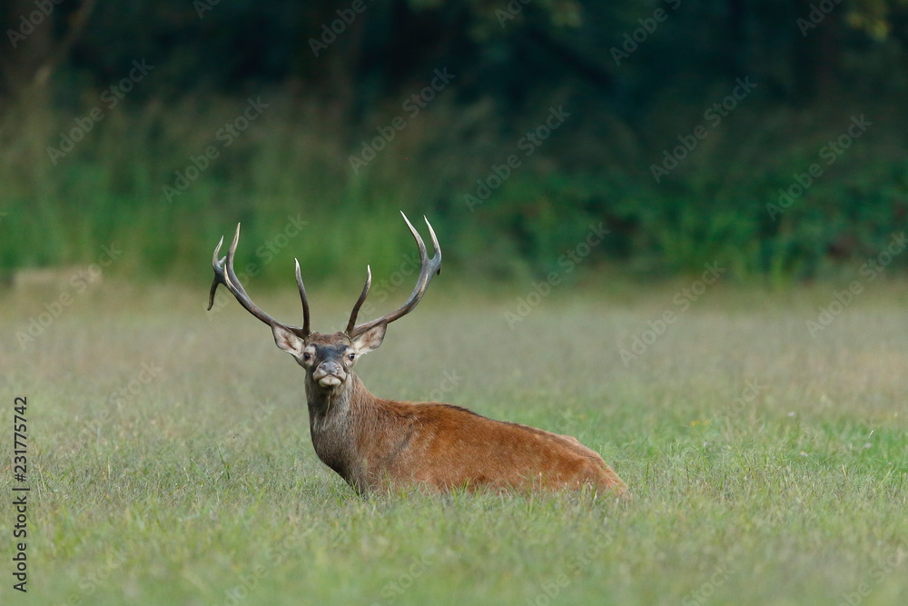 red deer in the meadow red deer in the meadow