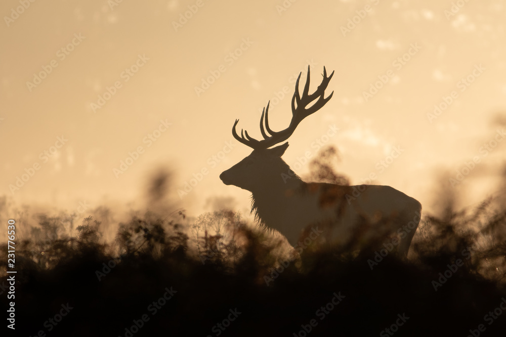 Obraz premium Red deer at sunrise