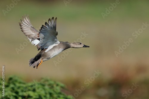 Gadwall fliyng on the swamp  with blurred background 