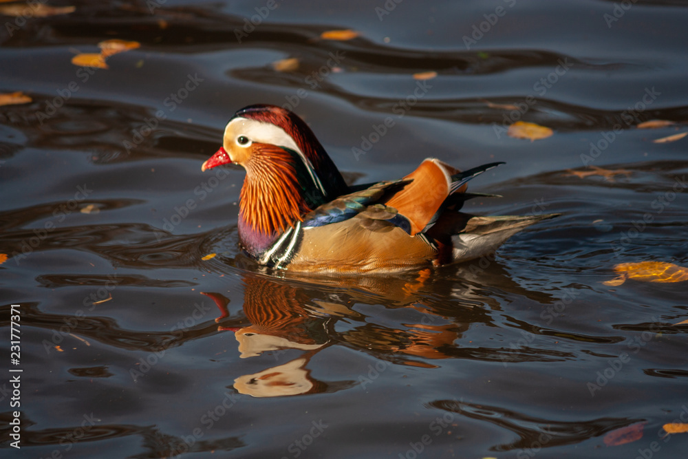 Mandarin Duck in NYC 26 Mandarin Duck in NYC 26